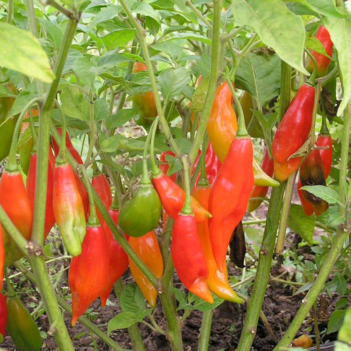 Chili Habanero Hot Paper Lantern