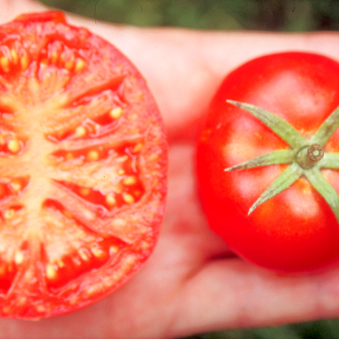 Buschtomate Silbertanne Buschtomate Silbertanne