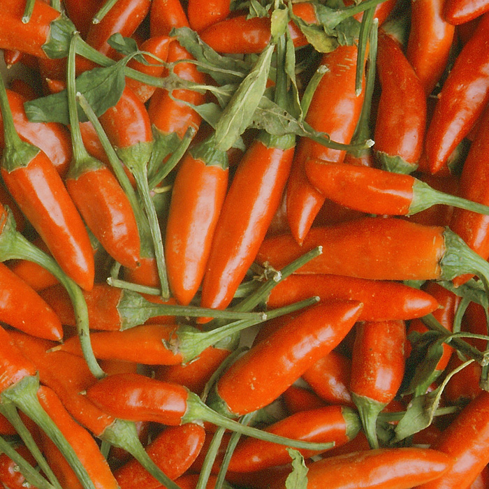 Chili Rotes Teufele Chili Rotes Teufele