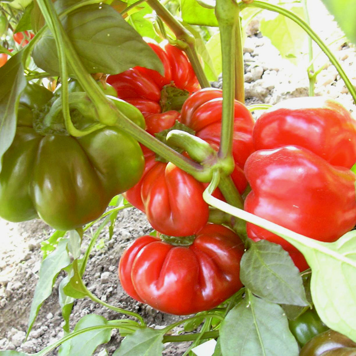 Paprika Runde Ungarische Paprika Runde Ungarische