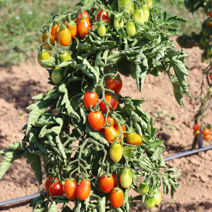 Cocktailtomate Celsia (verbesserte Celsior)