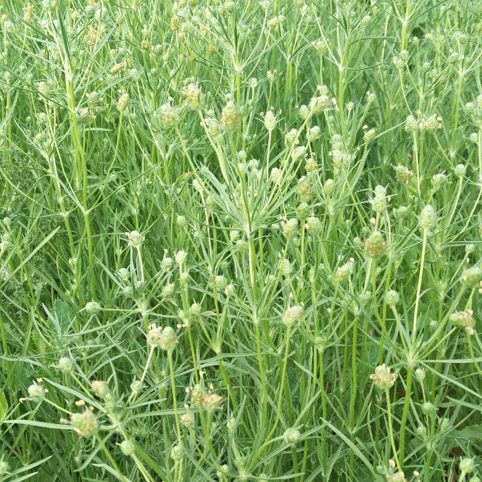 Schwarzer Flohsame Schwarzer Flohsame