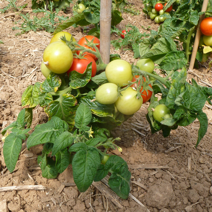 Buschtomate Balkonstar Buschtomate Balkonstar