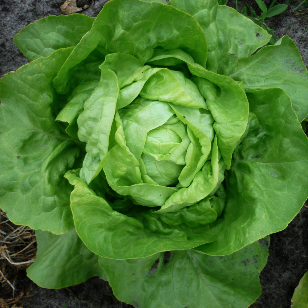 Kopfsalat Luna Kopfsalat Luna