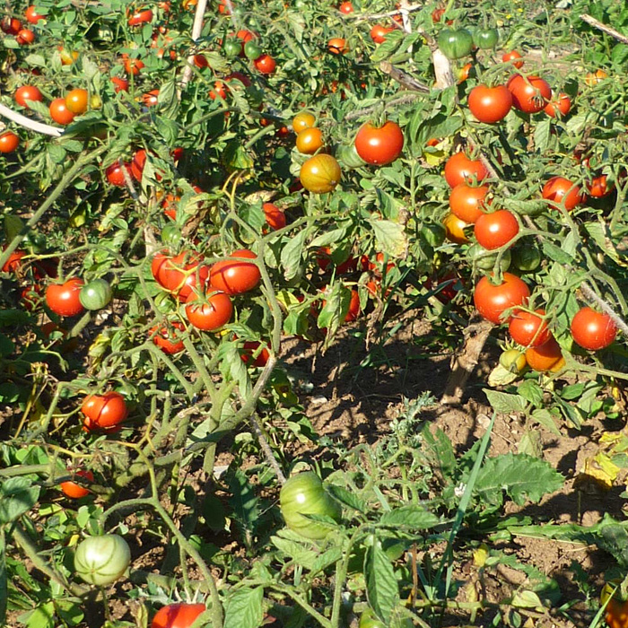 Buschtomate Latah Buschtomate Latah