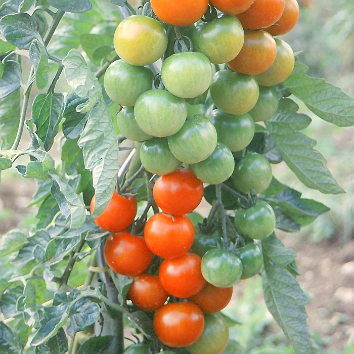 Cocktailtomate Vesennij Mieurinskij