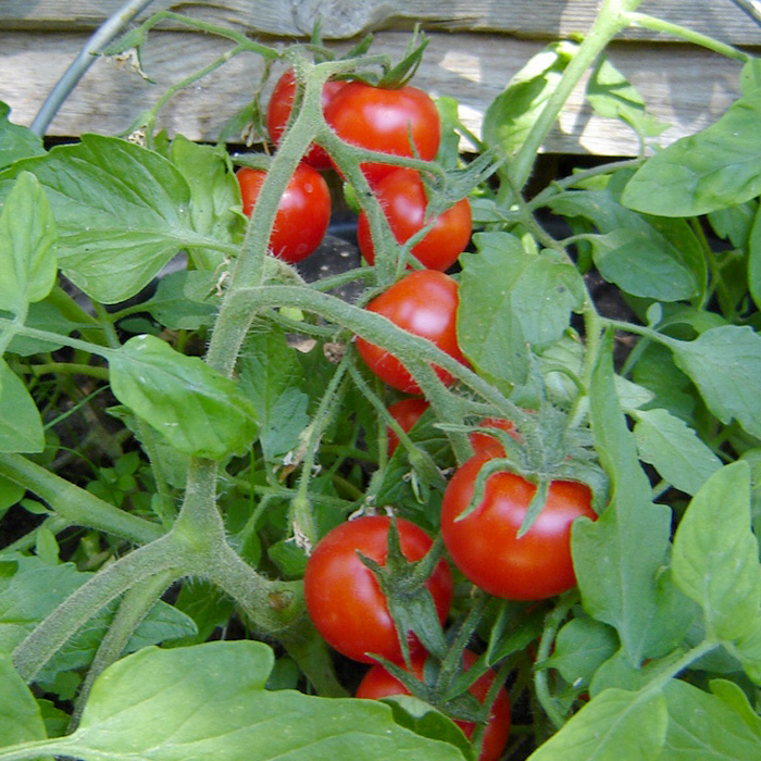 Hängetomate Tumbling Tom Red Hängetomate Tumbling Tom Red