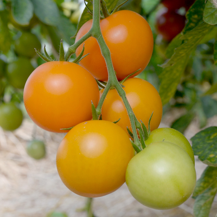 Salattomate Pernau Orange