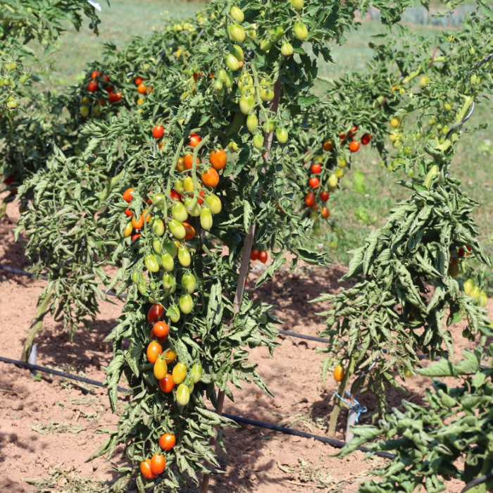 Cocktailtomate Celsia (verbesserte Celsior)