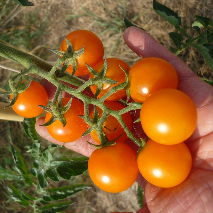 Cocktailtomate Mandarin