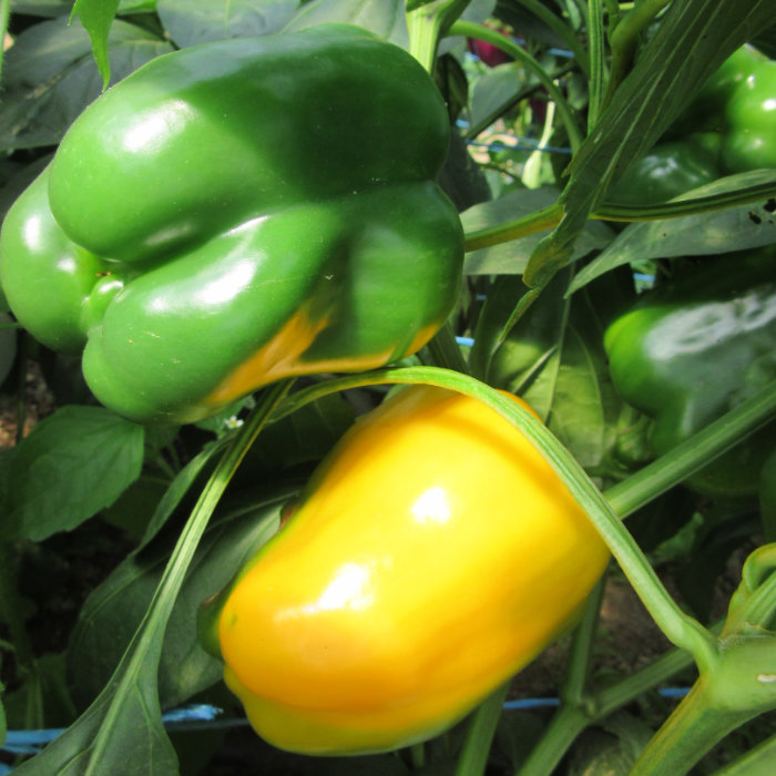 Paprika Quadrato d'Asti giallo