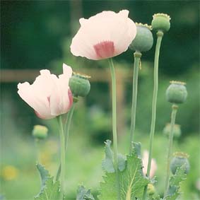 Schließmohn