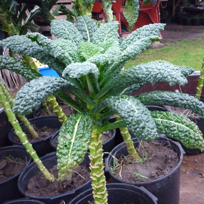 Palmkohl Nero di Toscana