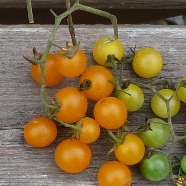 Wildtomate Johannistraube (Johannisbeertomate)