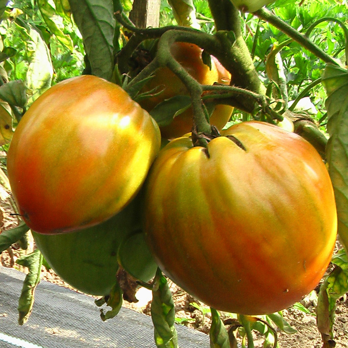 Fleischtomate Ochsenherz Rot (Cuor di bue)