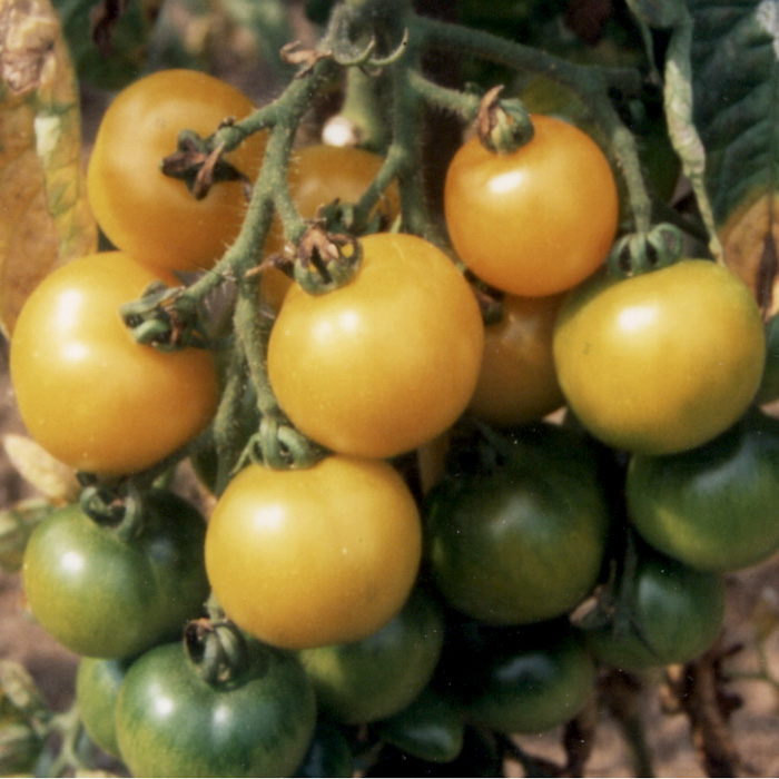 Salattomate Goldene Königin