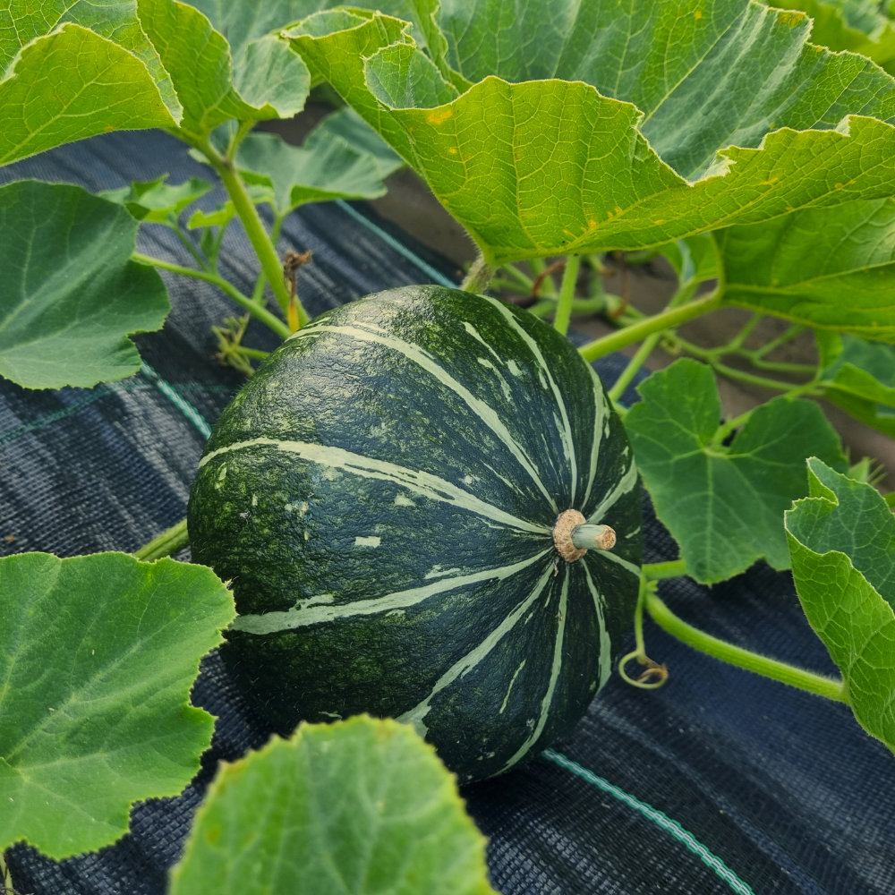 Kürbis Green Hokkaido Kürbis Green Hokkaido