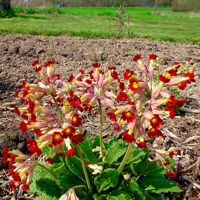 Frühlings-Schlüsselblume, rot