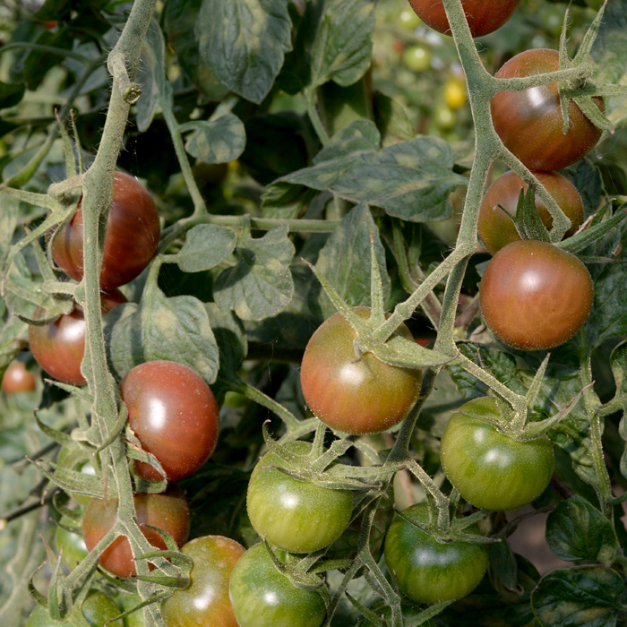 Cocktailtomate Black Cherry