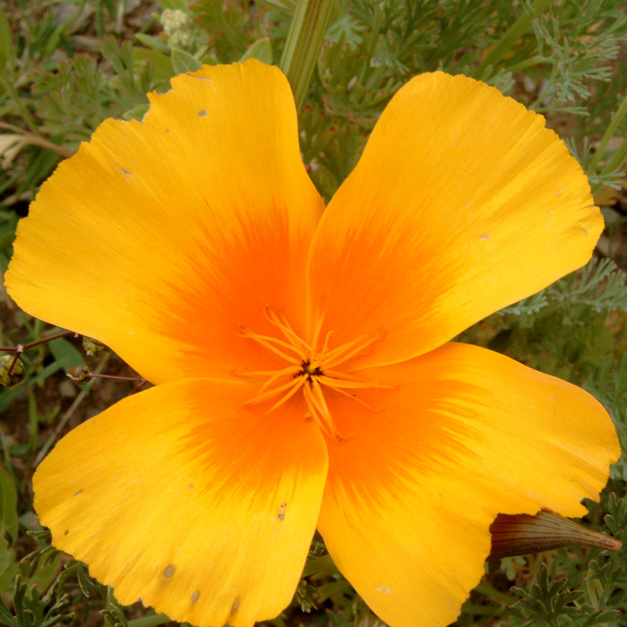 Kalifornischer Goldmohn, Mischung