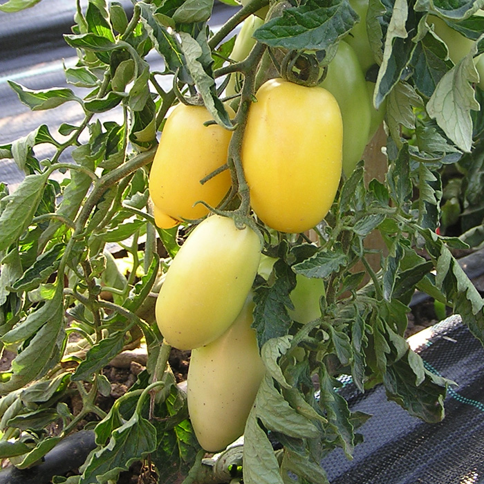 Marktomate Cream Sausage Marktomate Cream Sausage