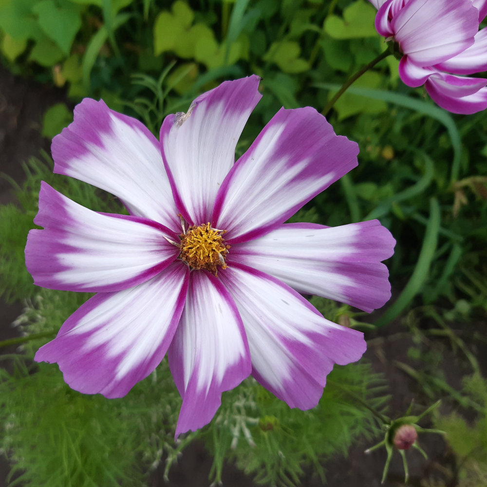 Cosmea Picotee