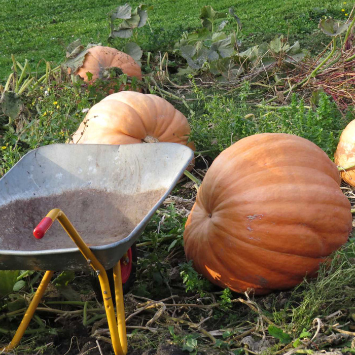 Riesenkürbis Atlantic Giant