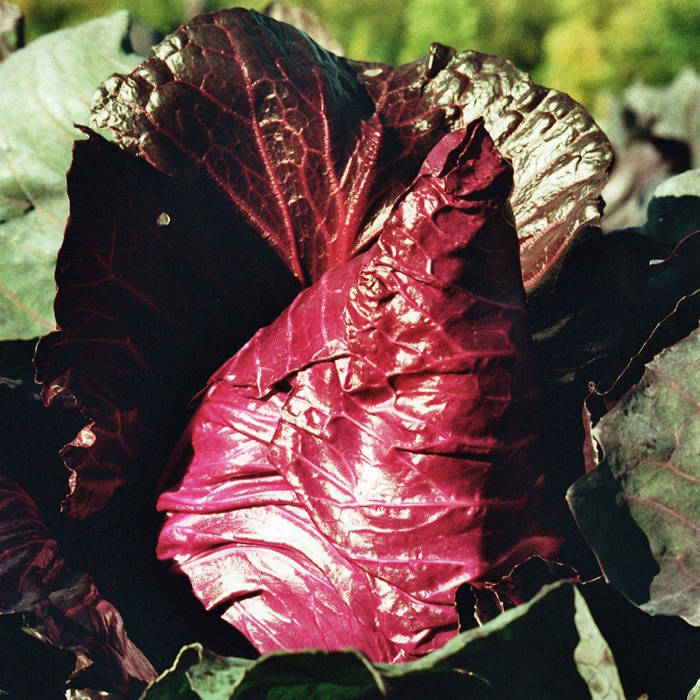 Roter Spitzkohl Kalibos