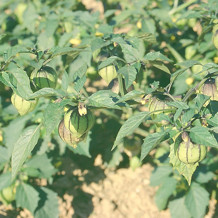 Tomatillo Purple de Milpa