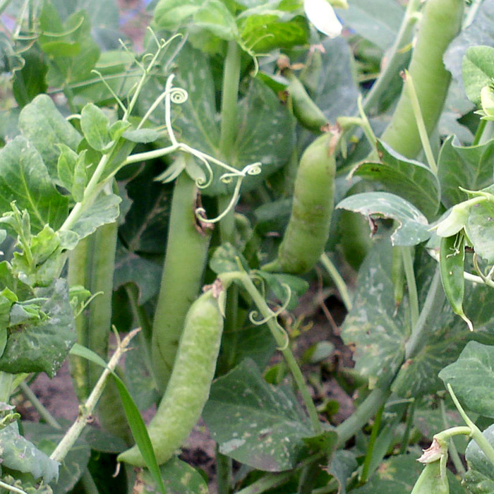 KLEINPACKUNG Markerbse Wunder von Kelvedon KLEINPACKUNG Markerbse Wunder von Kelvedon