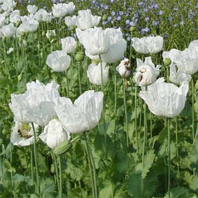 Reinweißer Mohn