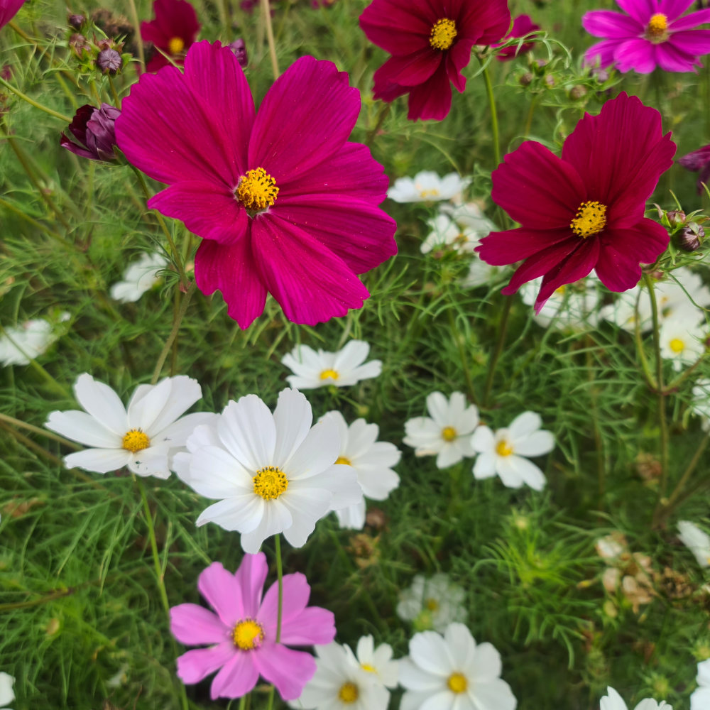 Cosmea Mischung