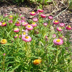 Strohblume - Niedrige, ca. 50 cm hoch