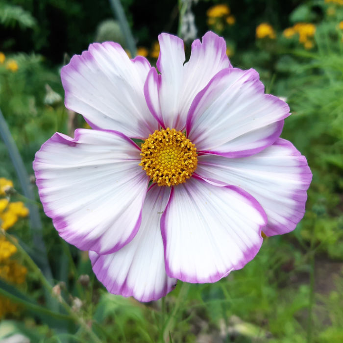 Cosmea Picotee