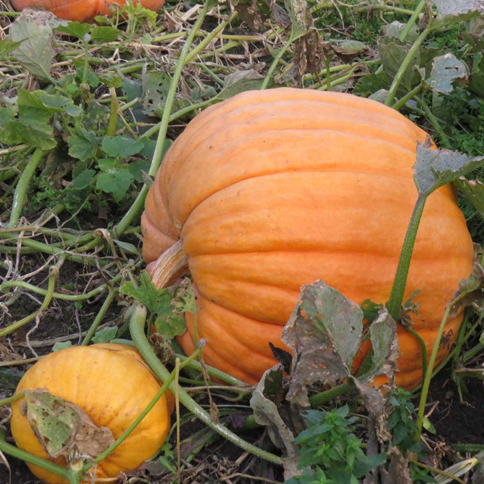 Riesenkürbis Atlantic Giant Riesenkürbis Atlantic Giant