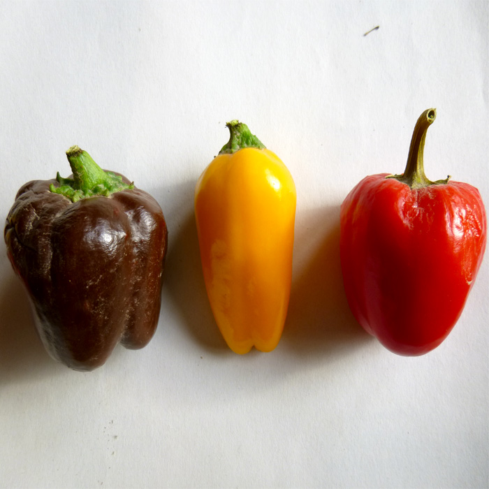 Paprika Bunte Zwerge Paprika Bunte Zwerge