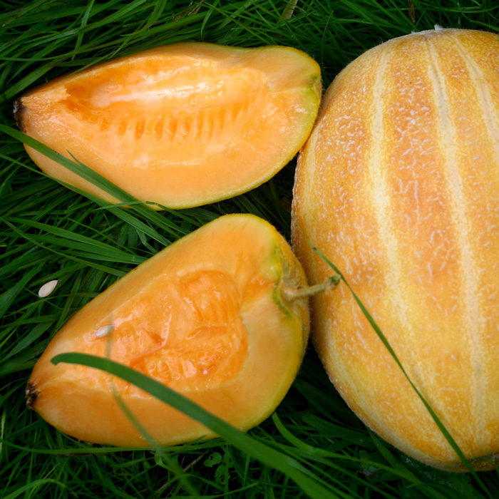 Honigmelone Blenheim Orange Honigmelone Blenheim Orange