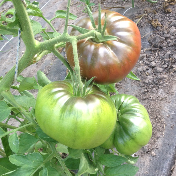 Fleischtomate Cherokee Purple