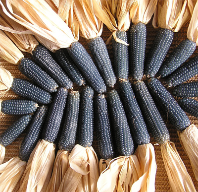 Blauer Popp-Mais Blue Cuties Blauer Popp-Mais Blue Cuties