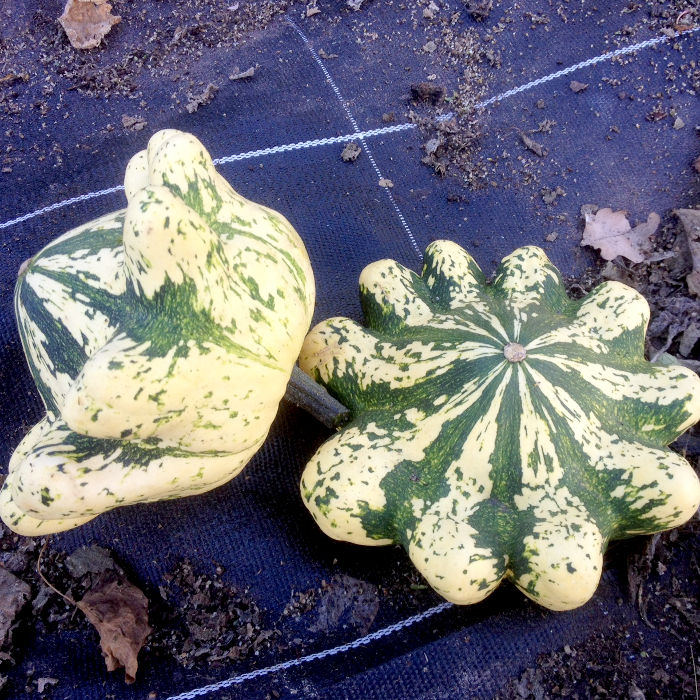 Pâtisson Jaune Panaché de Vert