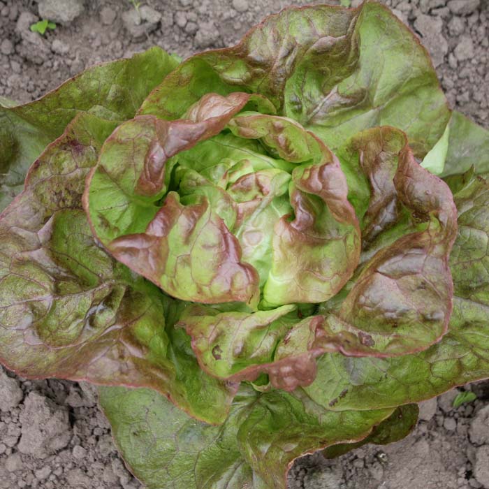 Kopfsalat Indianerperle Kopfsalat Indianerperle