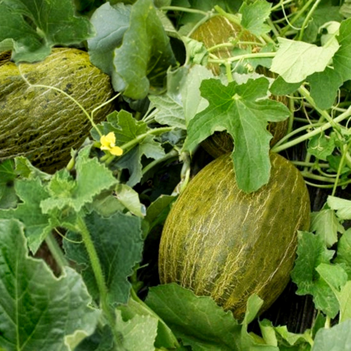 Honigmelone Piel de Sapo (Wintermelone) Honigmelone Piel de Sapo (Wintermelone)