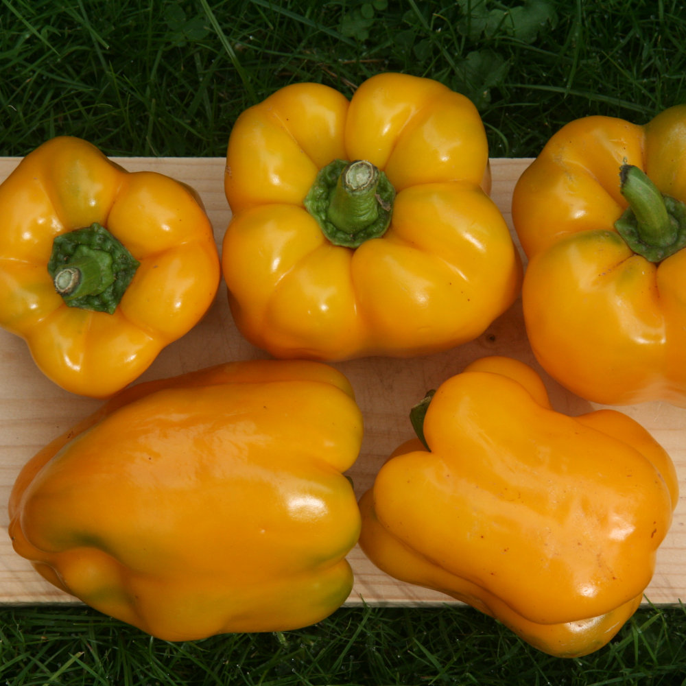 Paprika Quadrato d'Asti giallo Paprika Quadrato d'Asti giallo