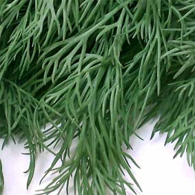 Dill, gewöhnlicher Dill, gewöhnlicher