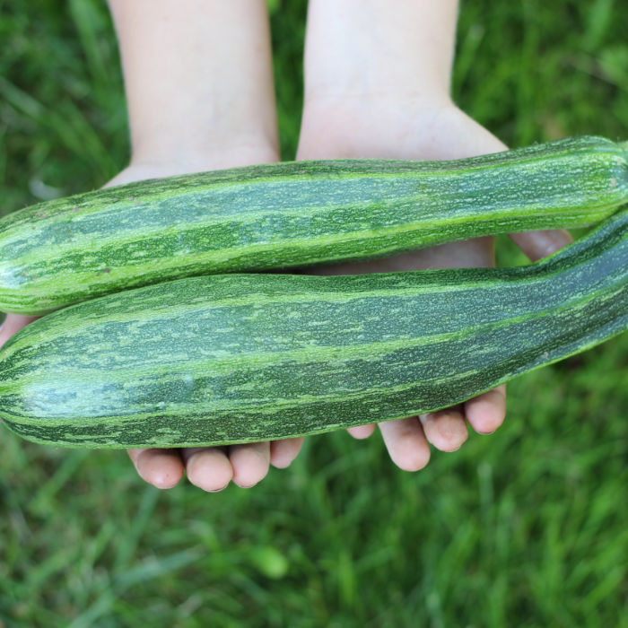 Zucchini Cocozelle von Tripolis (Verte non coureuse d'Italie)