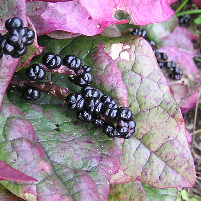 Malabarspinat Rubra