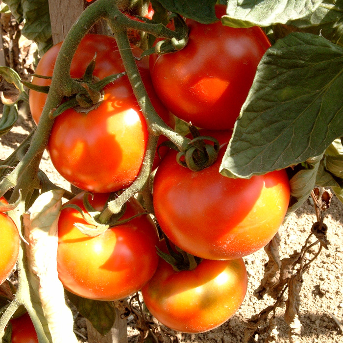 Salattomate Hellfrucht