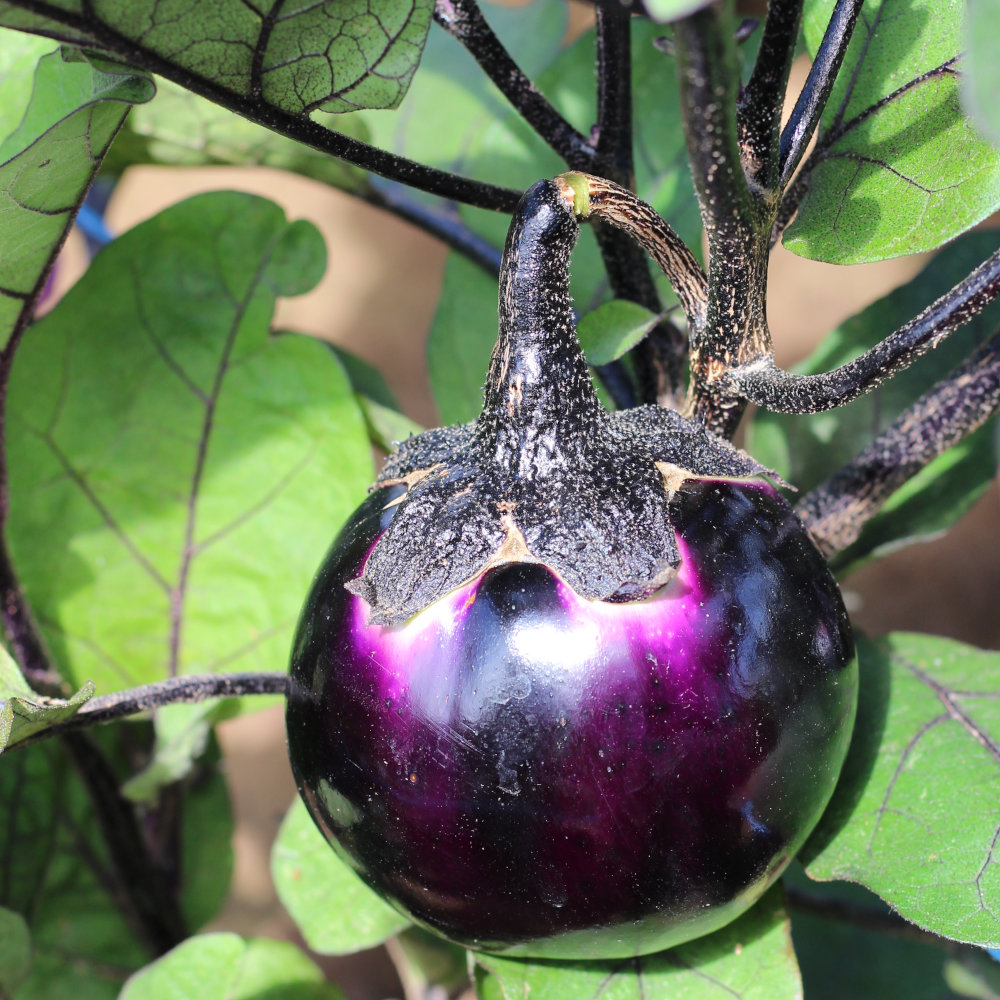 Aubergine Syrie