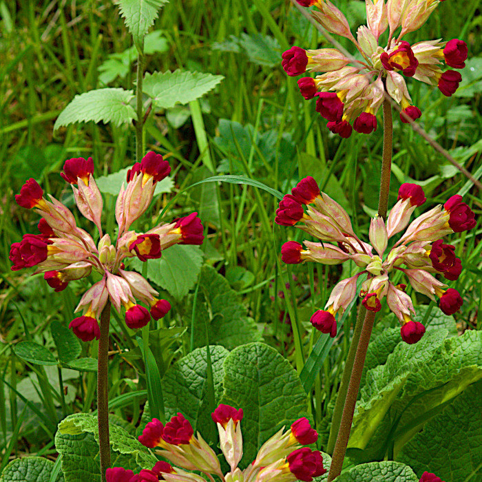 Frühlings-Schlüsselblume, rot