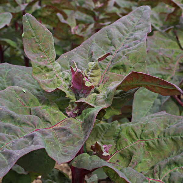 Gartenmelde Rot gestreift